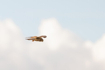 Close-up of Kestrel bird of prey hovers against a beautiful blue sky with white clouds an, hunting for prey