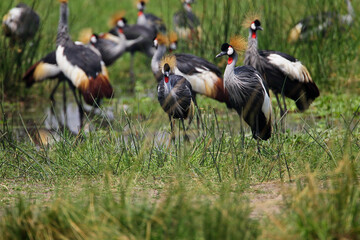 Obraz premium grue couronnée