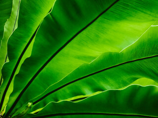 Green leaf Plant texture Nature Abstract Background