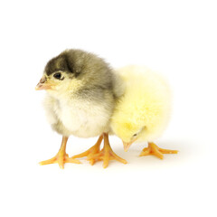 Two little chickens isolated on white background