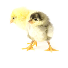 Two little chickens isolated on white background