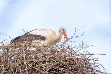 A stork stands in its nest, Builds the nest. A beautiful blue sky with white clouds in the background. copy-space