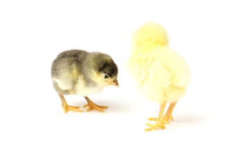Two little chickens isolated on white background