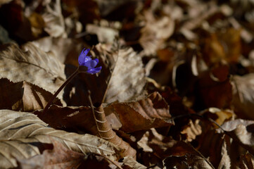Anemone hepatica small blue purple early spring wildflower
