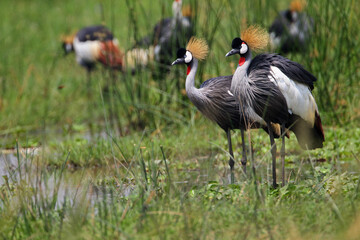 Obraz premium grue couronnée