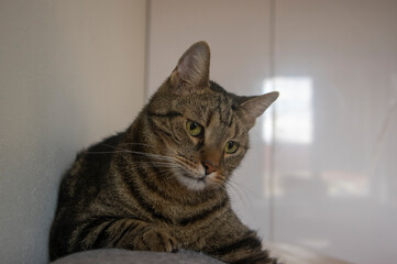 Curious domestic marble cat portrait, funny cute animal face with thoughful expression