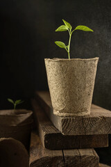 Growing seedlings of vegetables in a pot. One sprout in the soil. young green shoot. Spring sprout with four small green leaves .Eco gardenning. Growth and development.