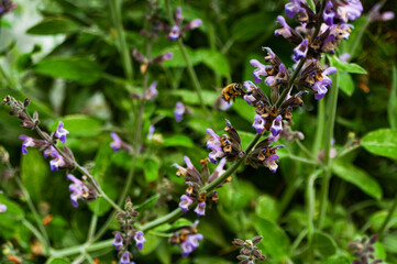 Bee Collecting Pollen From Purple Flowers