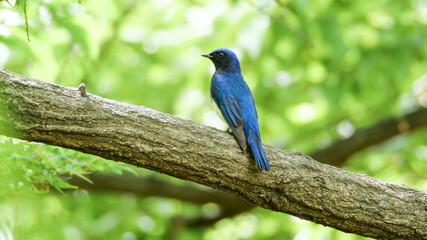 オオルリ　オス　横顔