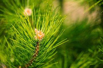 fresh new fir tree buds closeup at springtime abstract floral background