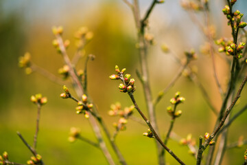 fresh new bush buds closeup at springtime abstract floral background