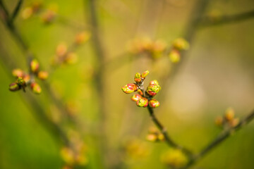 fresh new bush buds closeup at springtime abstract floral background