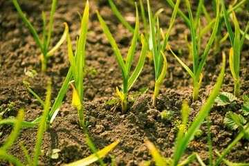 garlic plants growng in springtime farm ground soil 