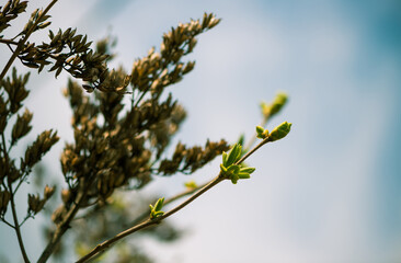 fresh new bush buds closeup at springtime abstract floral background