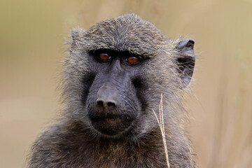 Babouin gélada (papio theropithecus gelada)