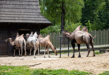 Obraz premium The Bactrian camels, Camelus bactrianus is a large, even-toed ungulate native to the steppes of Central Asia..