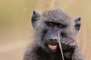 Babouin gélada (papio theropithecus gelada)