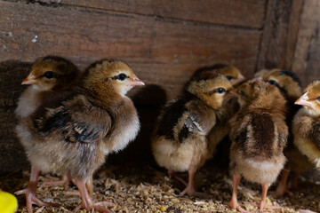 Beautiful little chickens. Poultry on the farm. Farm animals.