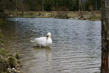 Schwan am Isarstausee in Krün Karwendelgebirge