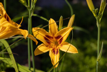 Beautiful colorful daylilies in a flower bed