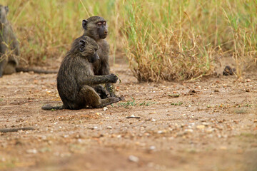Babouin gélada (papio theropithecus gelada)