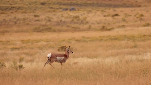 Pronghorn in Yellowstone National Park in Wyoming. Slow Motion.