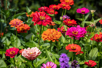 beautiful colorful zinnias in the summer garden