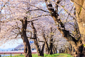 角館の桜　桜並木　桧木内川