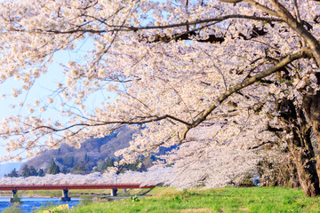 角館の桜　桜並木　桧木内川