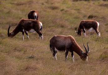 Group of Antelope Grazing on Dry Grassland in South Africa