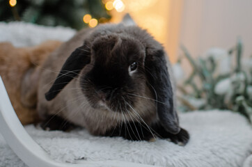 beautiful hare with long gray ears