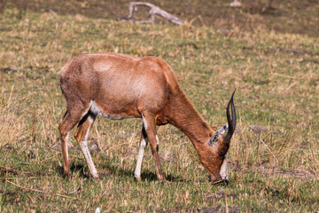 Naklejka na ściany i meble Single Antelope Grazing on Dry Grassland in South Africa