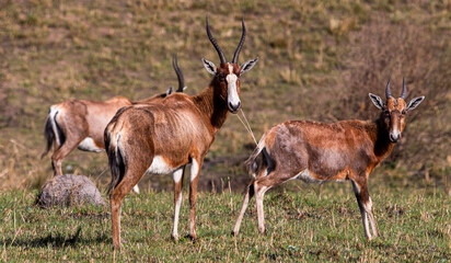 Antelope on Dry Grassland in South Africa