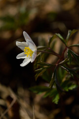 Wood anemone, early spring white wildflower in nature.