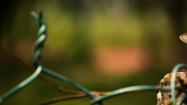 Pan right to an Oriental garden lizard (Calotes versicolor) sunning