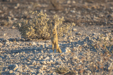 Springbok on a waterhole in Etosha National Park of Namibia, Southern Africa...
