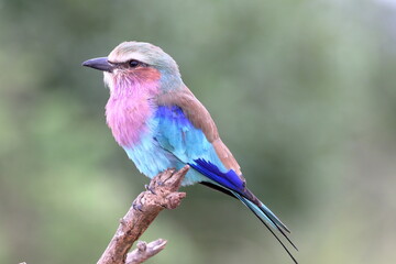 Lilac-breasted Roller