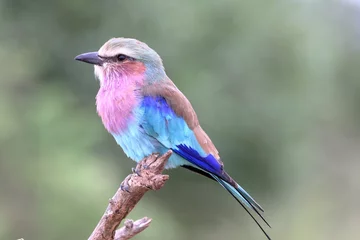 Poster Im Rahmen Lilac-breasted Roller © Willem