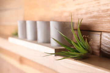 Tillandsia plant and candles on wooden shelf, space for text. House decor