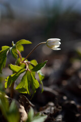 Obraz premium Wood anemone, early spring white wildflower in nature.