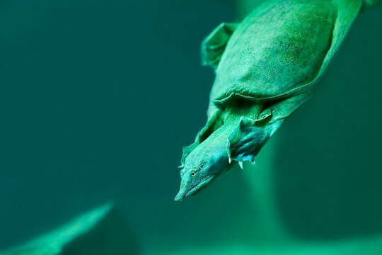 Trionix urtle close-up in green water. Selective focus. Copy space.