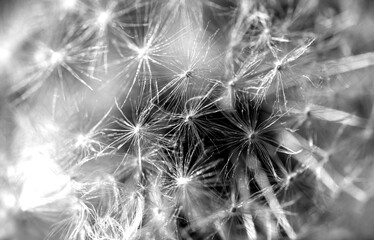 seeded head of dandelion flower. some of them fly out seeds. Macro photo in its natural environment.