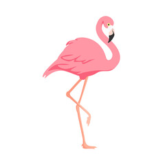 Pink flamingo isolated on white background