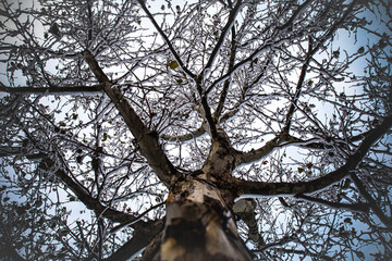 Winter 