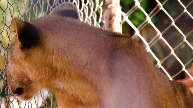 Close up of a juvenile Asiatic Lion or Panthera leo persica in slow motion 