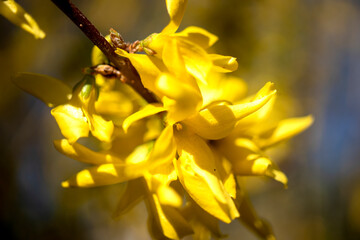 Obraz premium Blossoming twig of tree with yellow flowers,on blue sky background