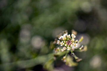 Small wildflower in white color isolated from background. in bunches