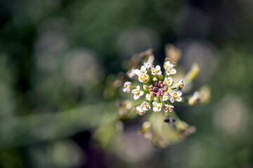 Small wildflower in white color isolated from background. in bunches