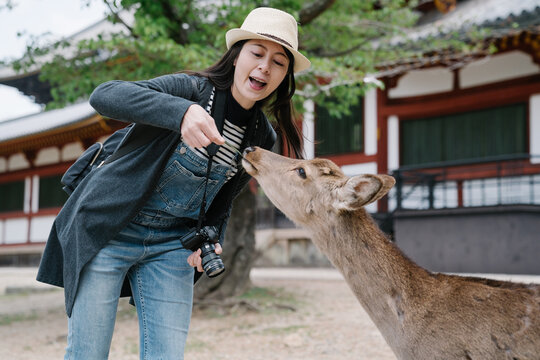 Korean Young Lady Is Having Fun Feeding The Cute Animal. Cheerful Woman Leaning Over The Deer Is Saying Ah While Giving Food.