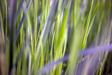 close up of grass